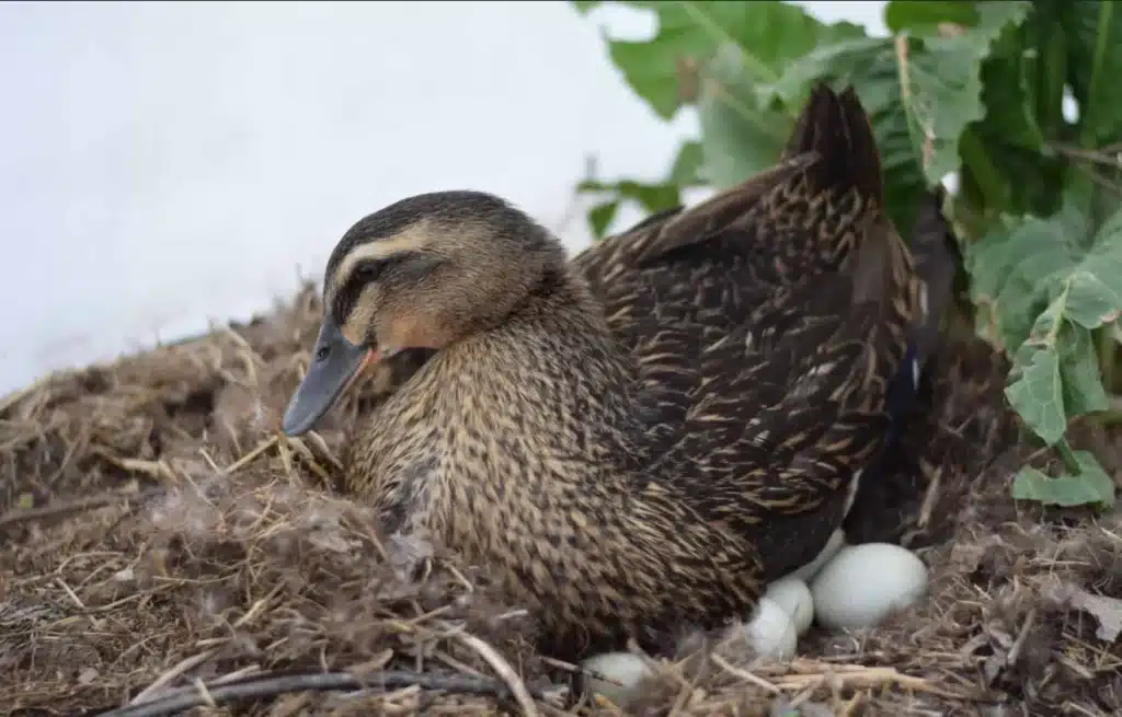Best Duck Breeds for Eggs
