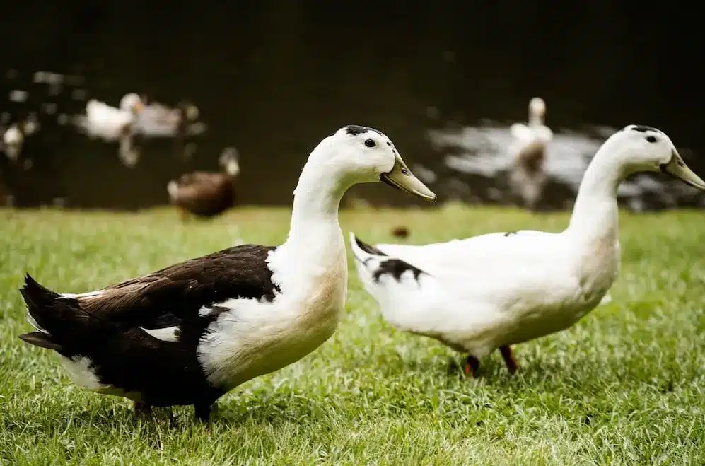 Magpie Duck