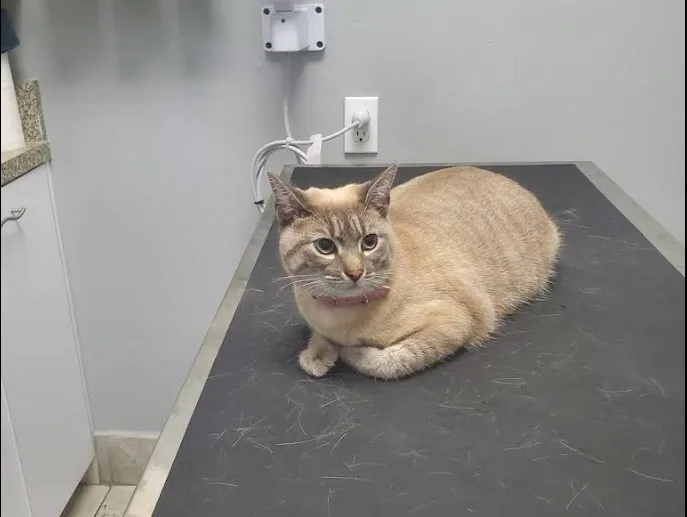 Paradise Animal Clinic