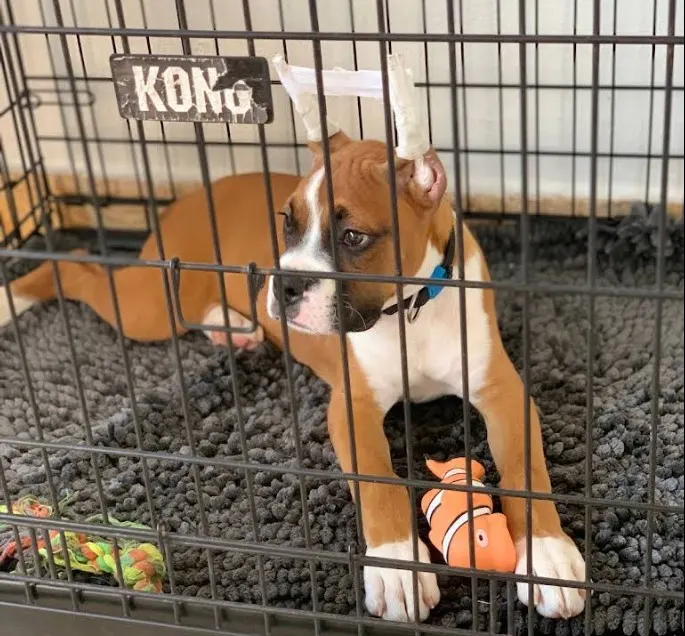 Paradise Animal Clinic