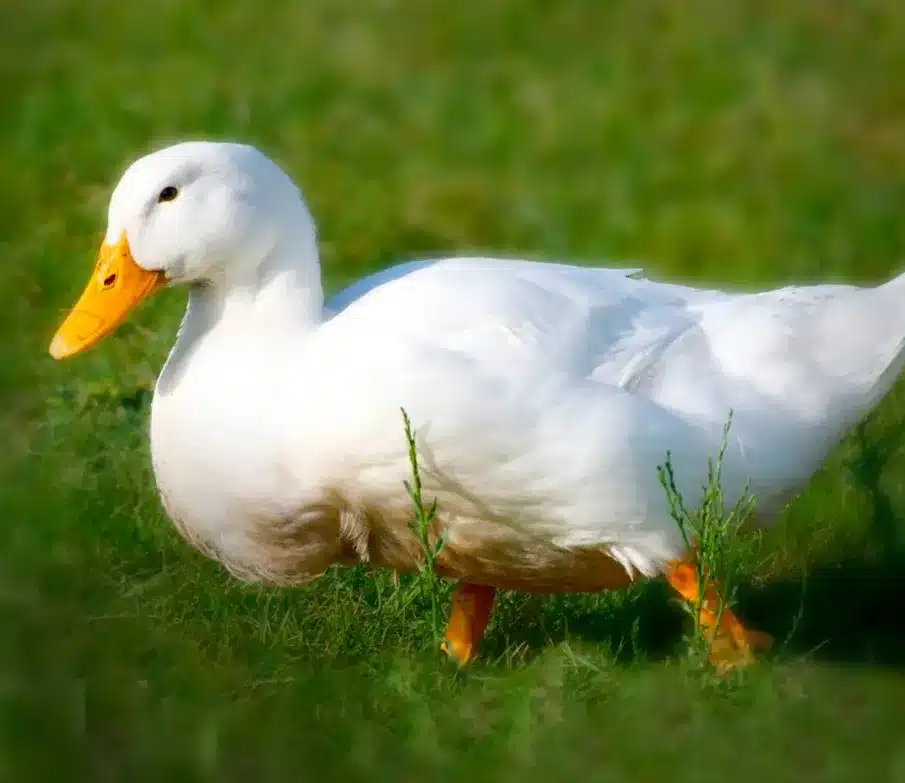 Pekin Duck