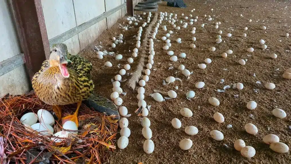 Best Duck Breeds for Eggs