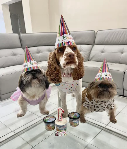 thr Best Care Animal Clinic