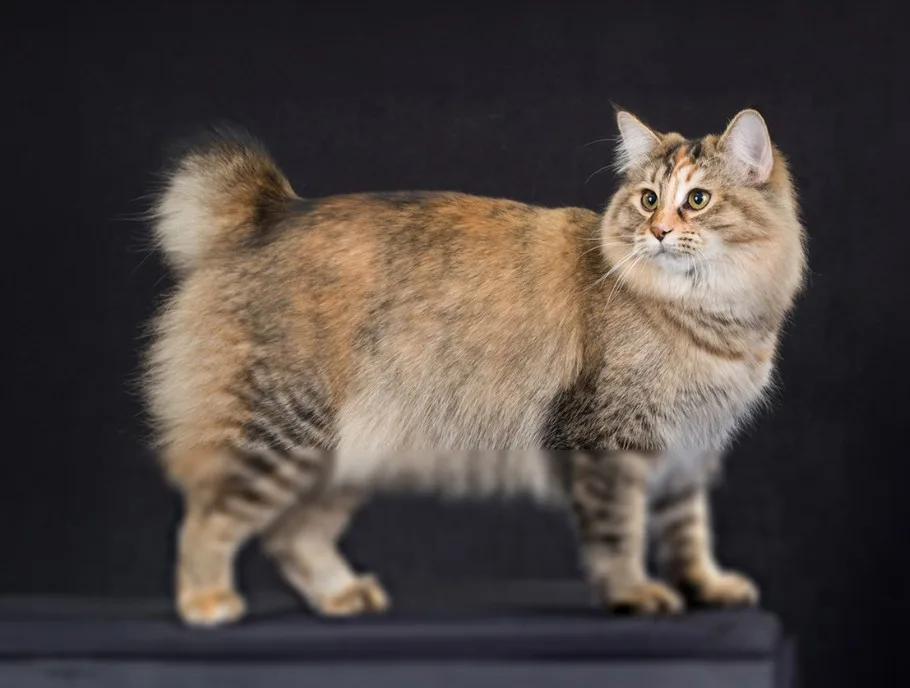 Domestic Cats that look like Bobcats,
House Cats that look like Bobcats