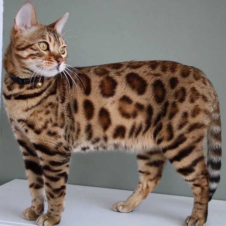 Domestic Cats that look like Bobcats,
House Cats that look like Bobcats