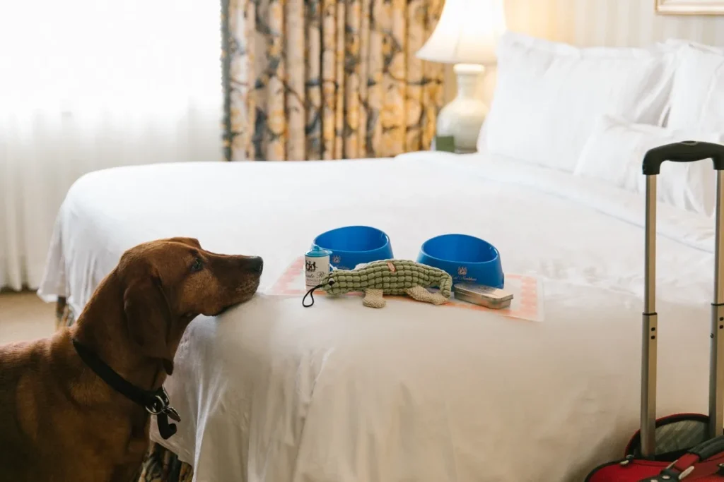 Hotel Monteleone is it for pet