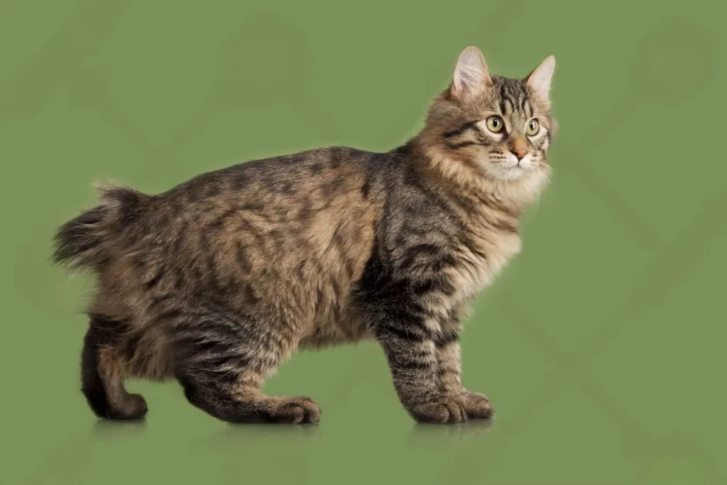 Domestic Cats that look like Bobcats,
House Cats that look like Bobcats