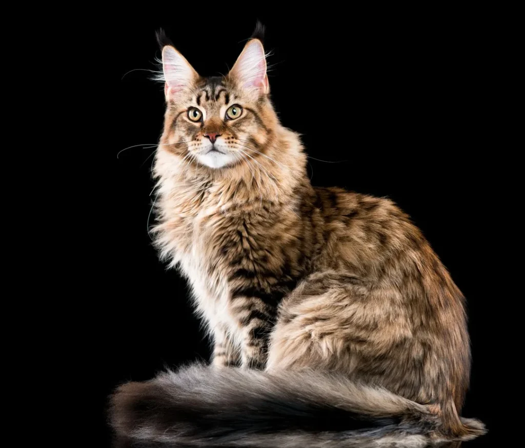 Domestic Cats that look like Bobcats,
House Cats that look like Bobcats
