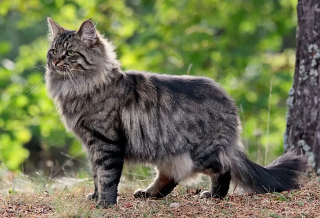 Domestic Cats that look like Bobcats,
House Cats that look like Bobcats