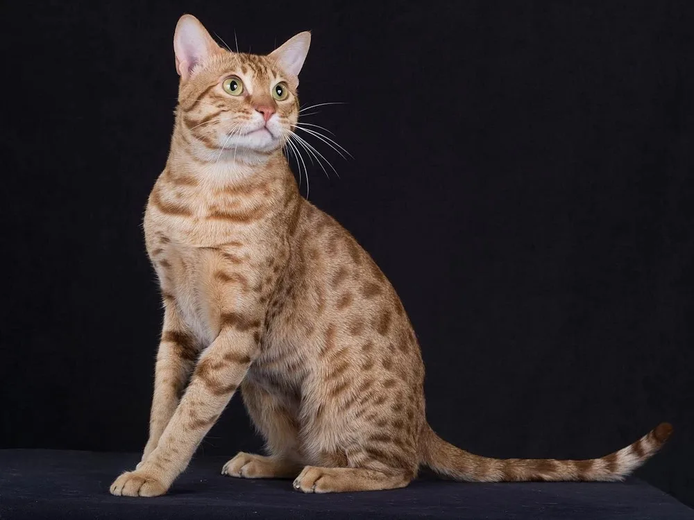 Domestic Cats that look like Bobcats,
House Cats that look like Bobcats