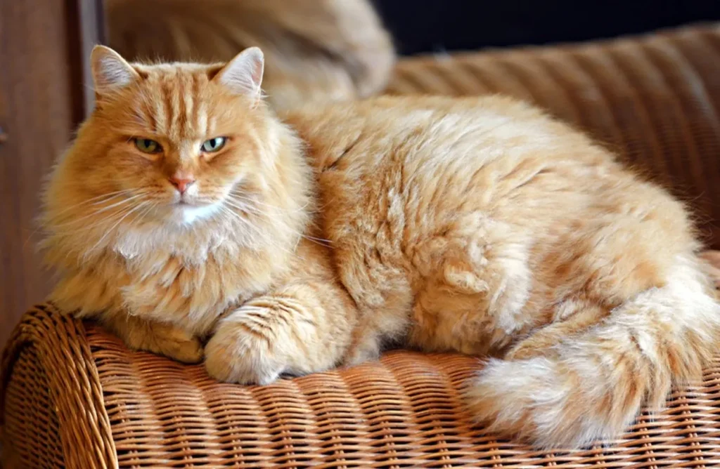 Domestic Cats that look like Bobcats,
House Cats that look like Bobcats