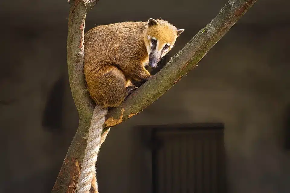 Coatimundi, coatimundi dangerous, kudamundi vs coatimundi, coatimundi for sale, coatimundi pet, coatimundi arizona, coatimundi size, coatimundi range, coatimundi price,