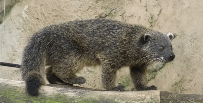 Binturong Pet
