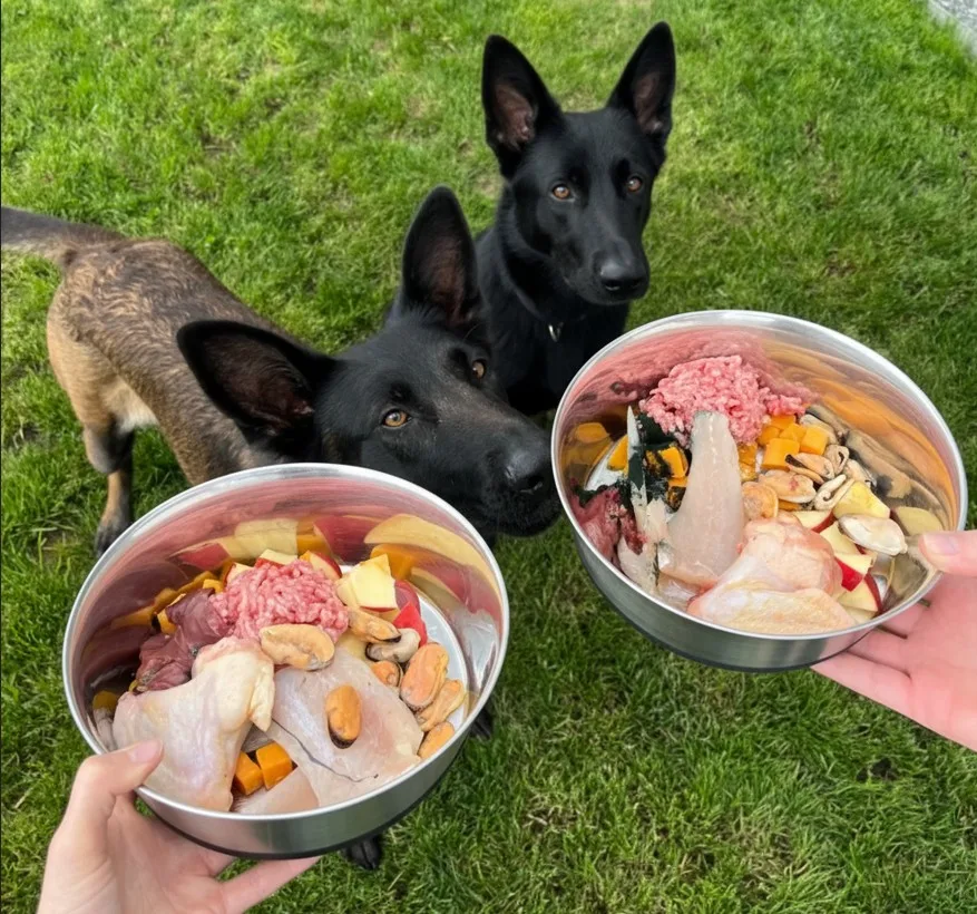 Homemade German Shepherd Food 5 Homemade German Shepherd puppy Food