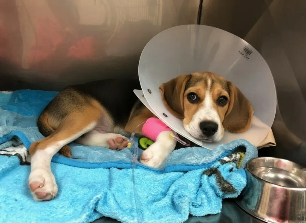 Vet Approved Homemade Dog Food Recipes for Kidney Disease 9 homemade kidney diet for dogs