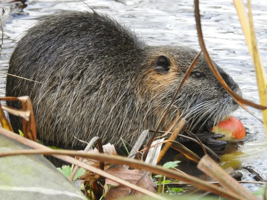 What Do Beavers Eat? Simple Guide to Beaver Diet 3 Beavers diet do beavers eat fish what eats beavers beaver food do beavers eat fruit are beavers herbivores are beavers dangerous what is a beavers habitat do beavers eat insects are beavers omnivores american beaver diet north american beaver diet beaver diet and habitat beaver diet facts