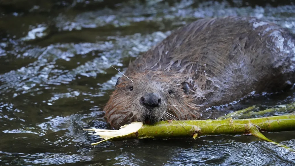 What Do Beavers Eat? Simple Guide to Beaver Diet 5 Beavers diet do beavers eat fish what eats beavers beaver food do beavers eat fruit are beavers herbivores are beavers dangerous what is a beavers habitat do beavers eat insects are beavers omnivores american beaver diet north american beaver diet beaver diet and habitat beaver diet facts