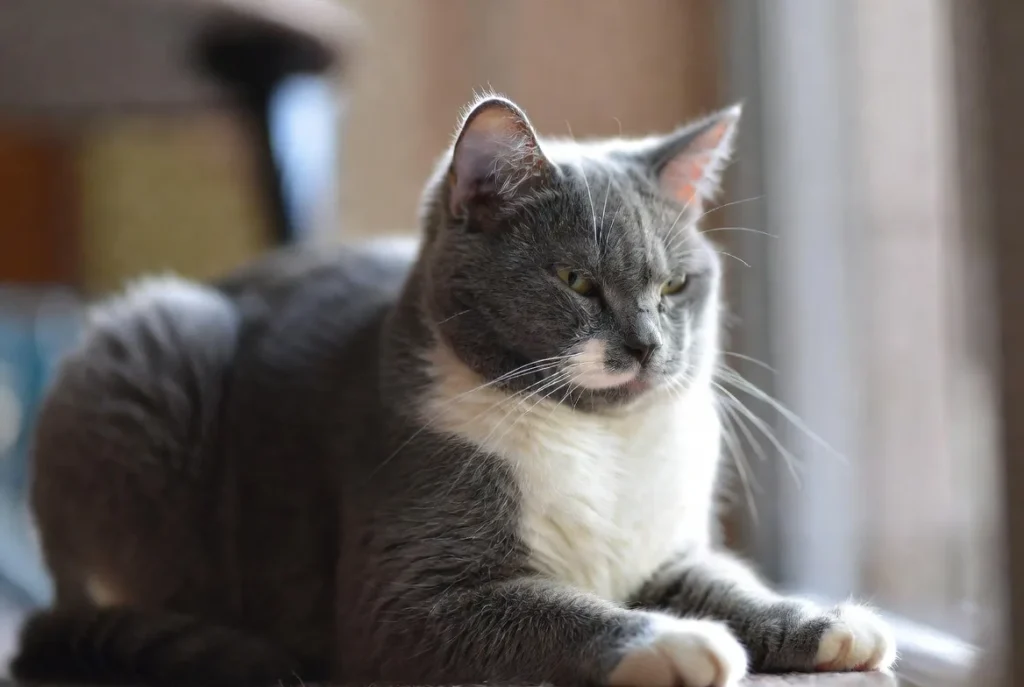 why does my cat bite me randomly
why does my cat bite me randomly reddit
why does my cat bite me gently out of nowhere
why does my cat bite me playfully
why does my cat randomly bite me when cuddling
why does my cat bite me when i walk by
why does my cat randomly bite me while purring
why does my cat bite me randomly when he
why does my cat randomly bite me and run away