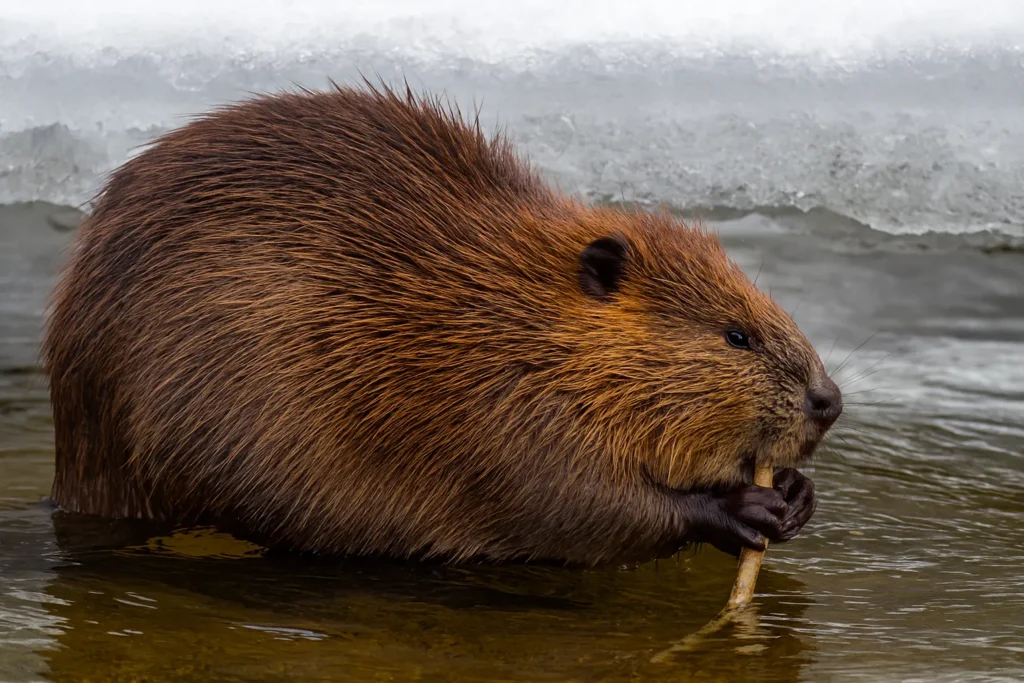 What Is a North American Beaver and Why Is It So Fascinating? 3 North american beaver