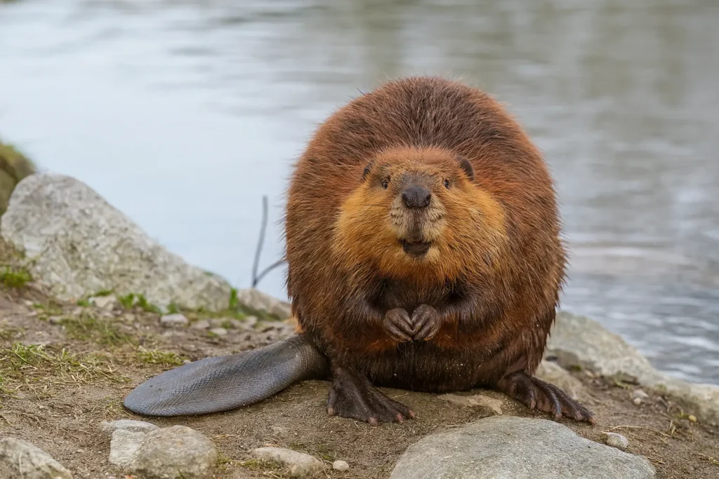 What Is a North American Beaver and Why Is It So Fascinating? 4 The North American beaver life