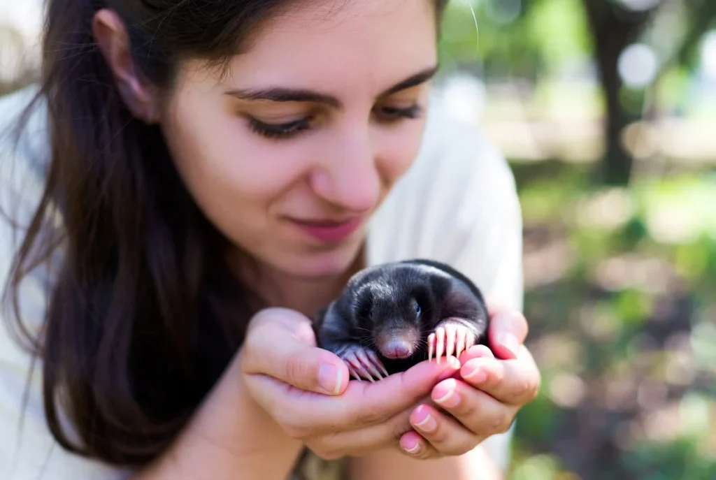 What Do Moles Eat?
mole diet