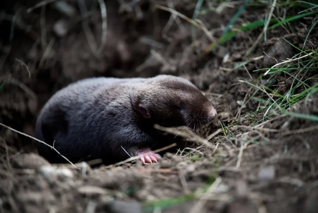 What Do Moles Eat?
mole diet