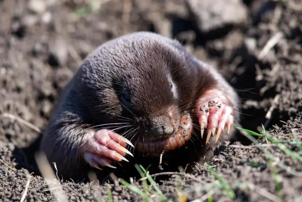 what do moles eat 2