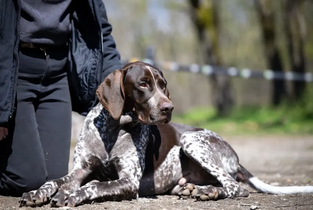 Do Dogs Feel Guilty? Experts Explain Canine Emotions 9 do dogs feel guilty