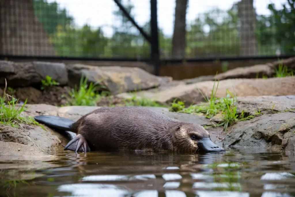 Can Platypus live in Captivity? 3 Platypus