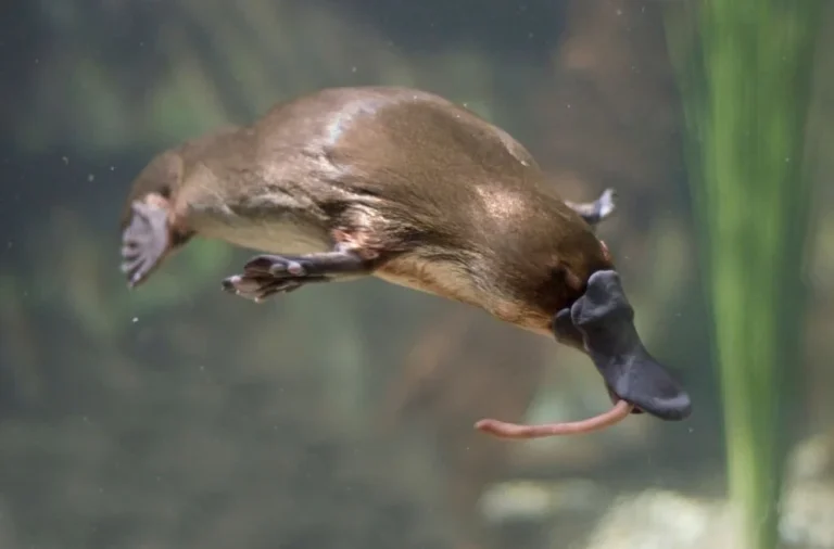 How Do Platypuses Live
