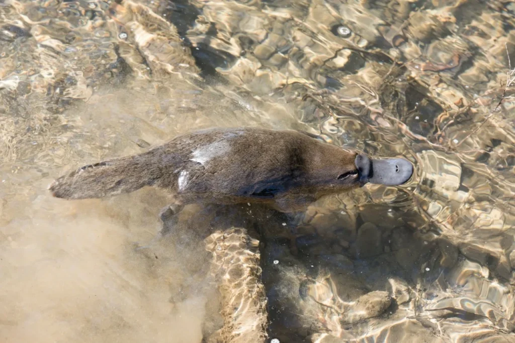 Can Platypus live in Captivity? 4 Platypus