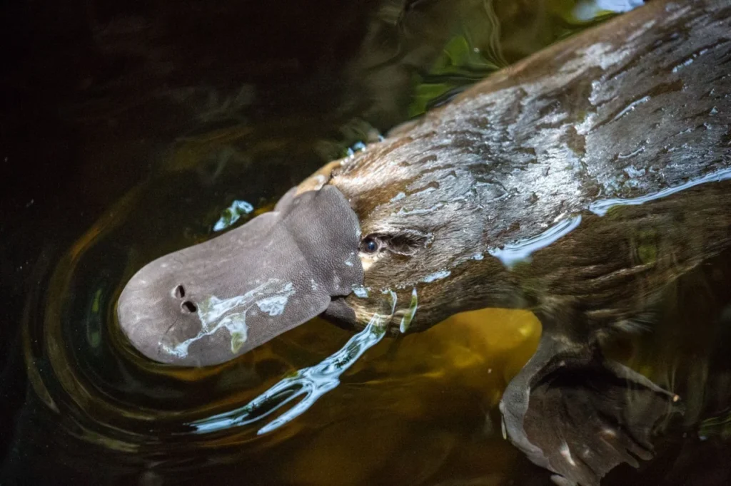 Can Platypus live in Captivity? 7 Platypus