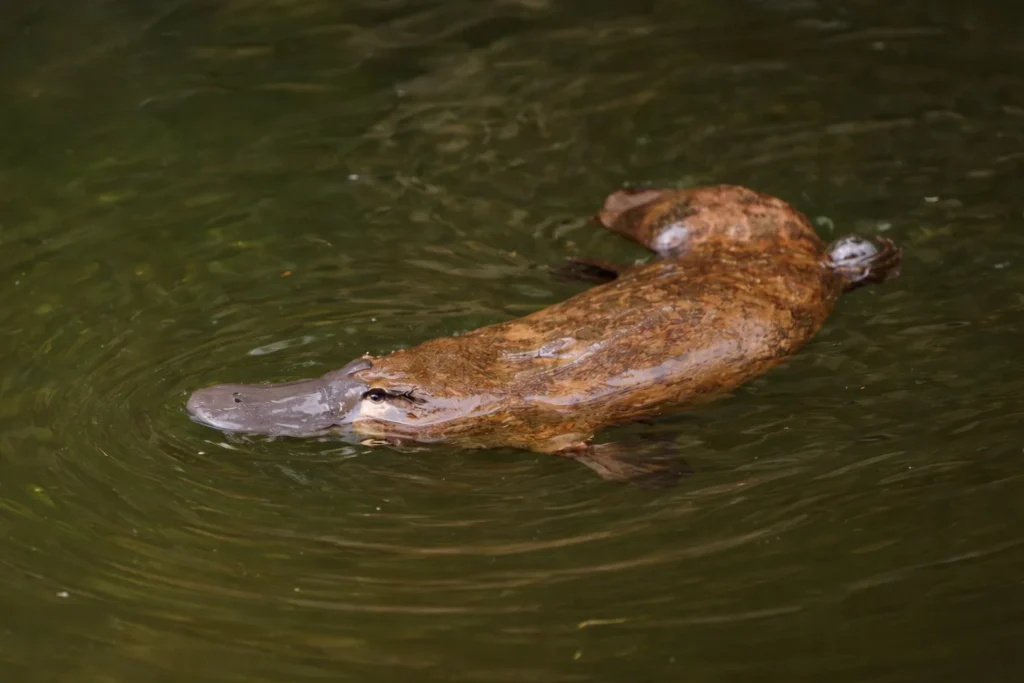 Platypuses diet