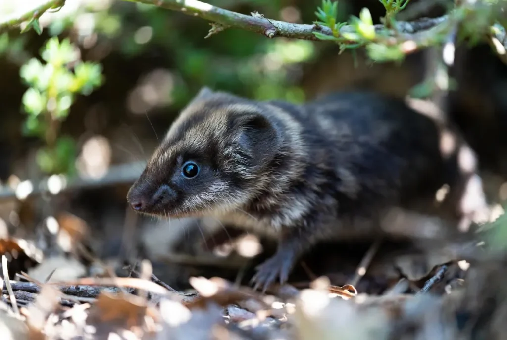 Mole vs. Shrew vs. Vole