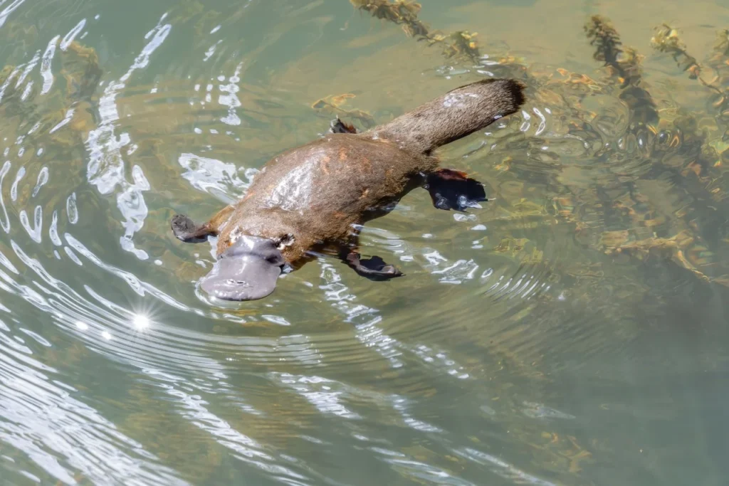 duck billed platypus animal