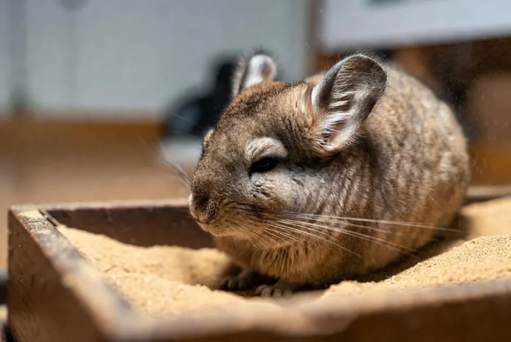 How to Take Care of a Chinchilla for Beginners 8 Chinchilla dust