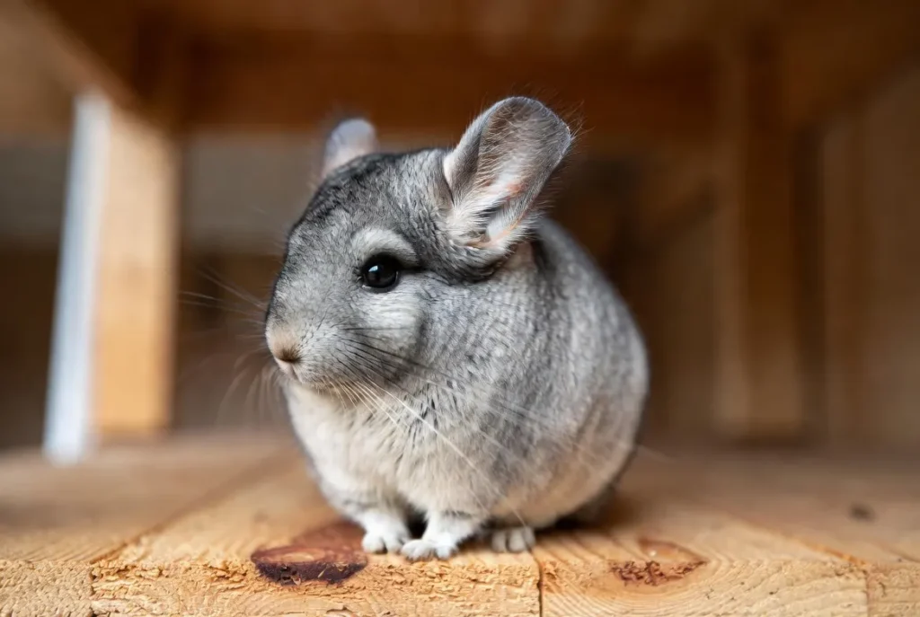 How to Take Care of a Chinchilla for Beginners 11 Cute Chinchilla