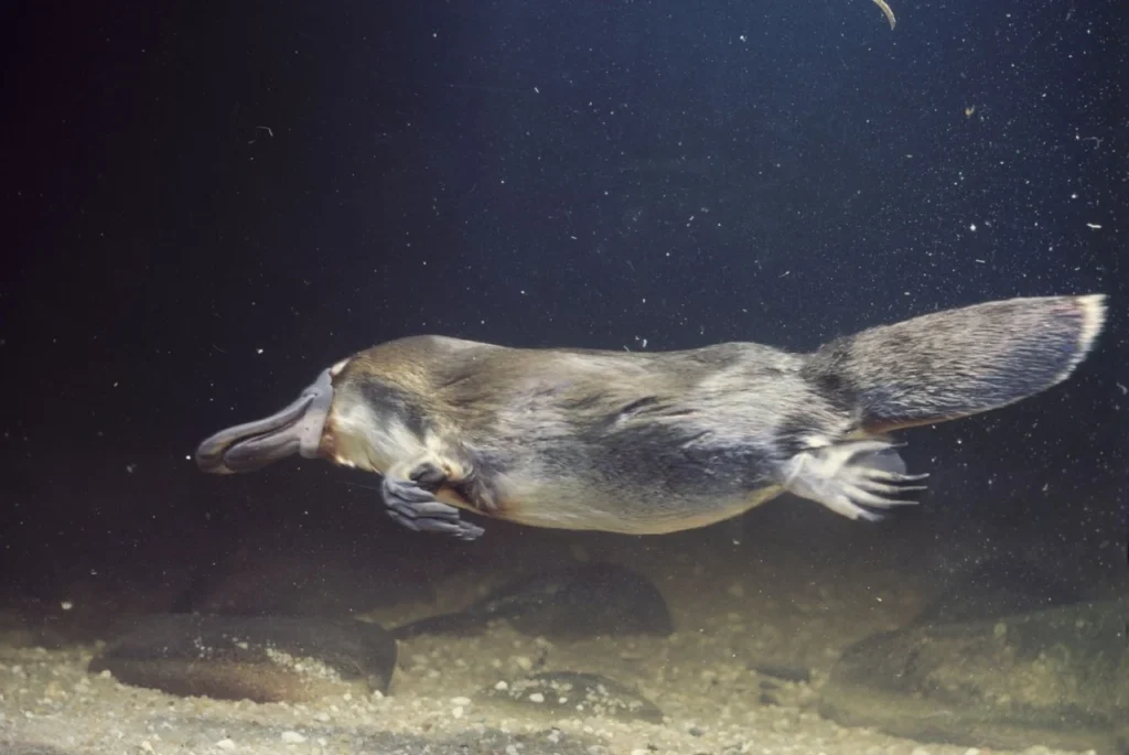 Platypuses for Sale: Can You Actually Buy One as a Pet? 5 Pet Platypus