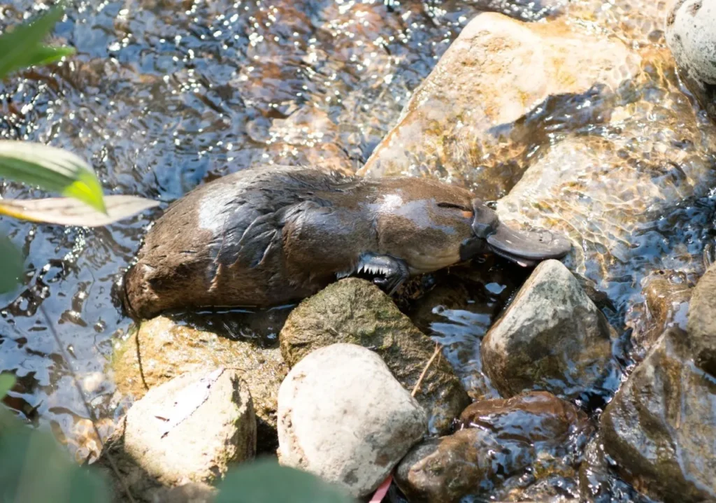 Platypuses for Sale: Can You Actually Buy One as a Pet? 6 Platypus