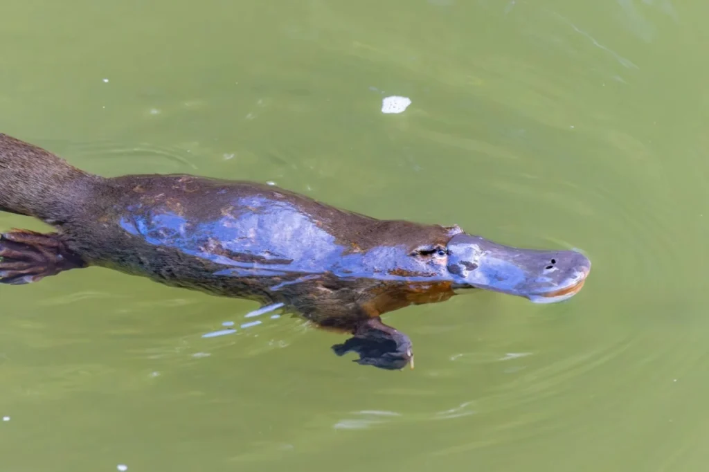 Platypuses for Sale: Can You Actually Buy One as a Pet? 8 Platypus