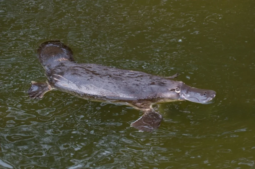 Duck billed Platypus animal