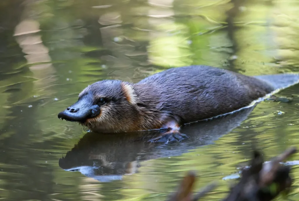 Duck billed Platypus animal