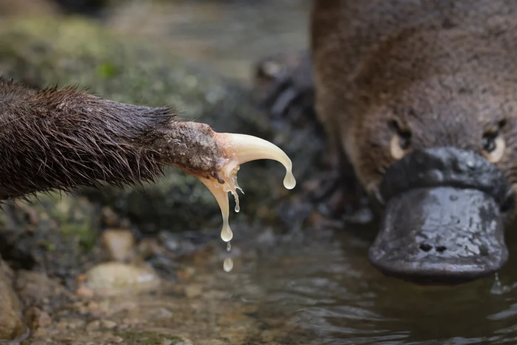 Platypus Venom