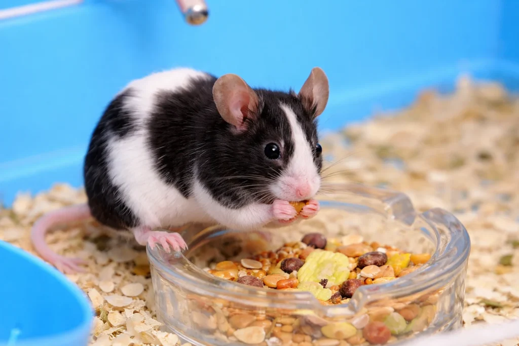 5 Best Mouse Breeds for Kids: The Ultimate Guide for US Families 4 The Fancy Mouse