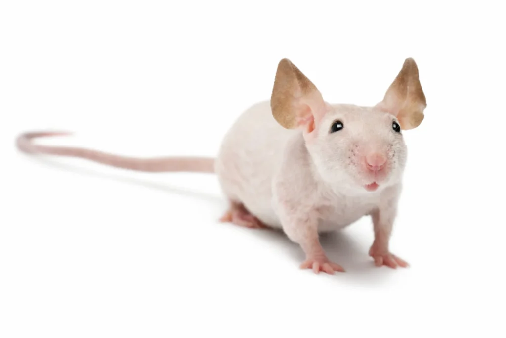 5 Best Mouse Breeds for Kids: The Ultimate Guide for US Families 8 The Hairless Mouse