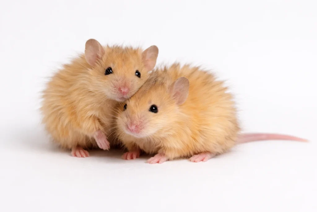 5 Best Mouse Breeds for Kids: The Ultimate Guide for US Families 7 The Long-Haired Mouse