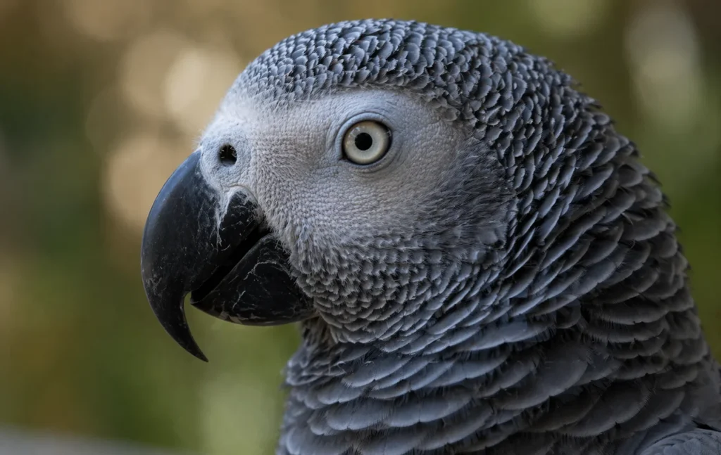 African Grey Parrot for sell
