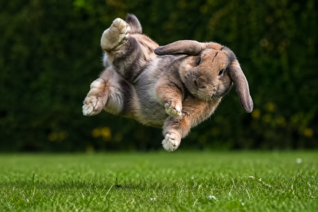 best Holland lop bunnies breed