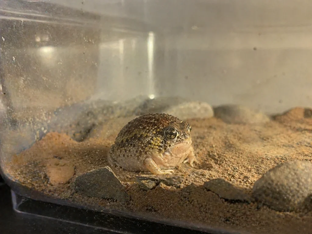 Desert Rain Frog pet