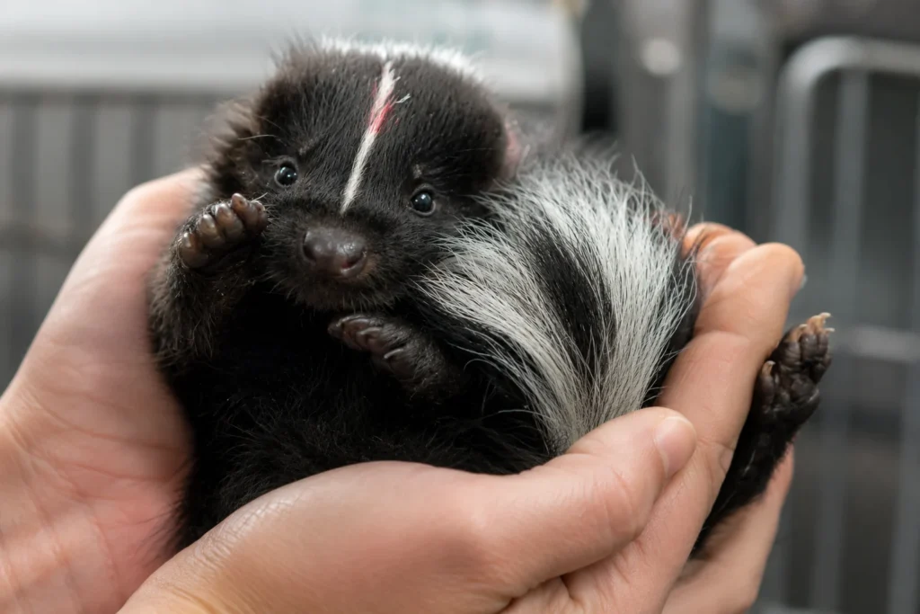 domestic skunk
